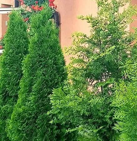 营地 Casa Alex 萨拉他蒙蒂鲁